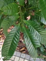 Horsfieldia polyspherula