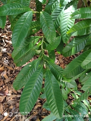 Horsfieldia polyspherula