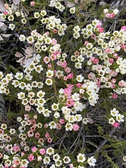 Chamelaucium megalopetalum
