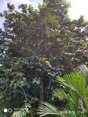 Endocomia canarioides