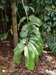 Endocomia canarioides