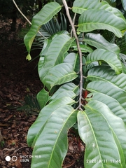 Endocomia canarioides