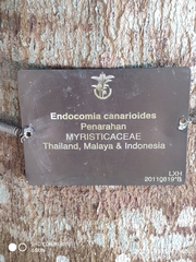 Endocomia canarioides