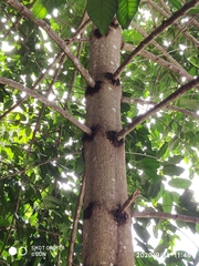 Endocomia canarioides