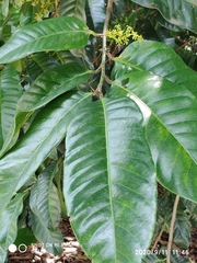 Endocomia canarioides