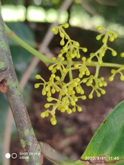 Endocomia canarioides