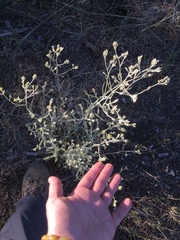 Pseudognaphalium thermale