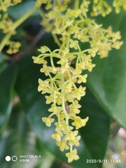 Endocomia canarioides