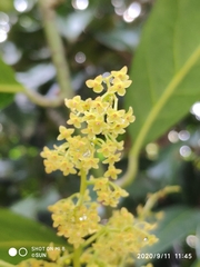 Endocomia canarioides