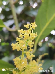 Endocomia canarioides