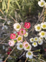 Chamelaucium megalopetalum
