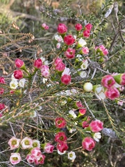 Chamelaucium megalopetalum