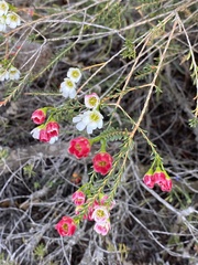 Chamelaucium megalopetalum