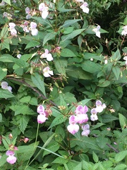 Impatiens glandulifera