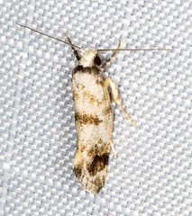 Bathrosterra calotropha