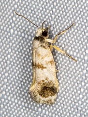 Bathrosterra calotropha