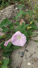 Calystegia × pulchra