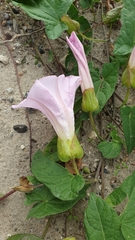 Calystegia × pulchra