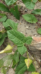 Calystegia × pulchra