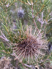 Banksia pulchella
