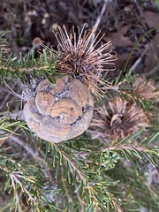 Banksia pulchella