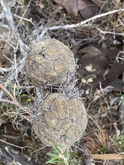 Banksia pulchella