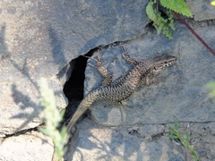 Podarcis muralis