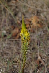 Bulbine latifolia