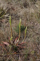 Bulbine latifolia