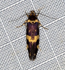 Catadoceta xanthostephana