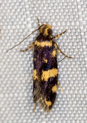 Catadoceta xanthostephana