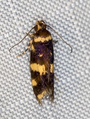 Catadoceta xanthostephana