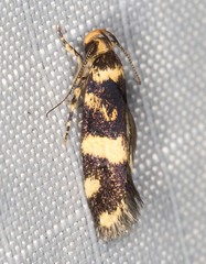 Catadoceta xanthostephana