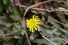 Crassothonna capensis