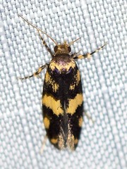 Catadoceta xanthostephana