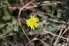 Crassothonna capensis