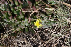 Crassothonna capensis