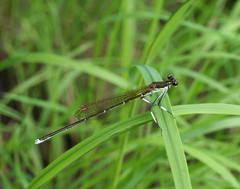 Pseudocopera rubripes