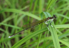 Pseudocopera rubripes
