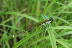 Pseudocopera rubripes