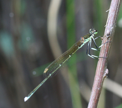 Pseudocopera rubripes