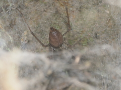 Psechrus libelti