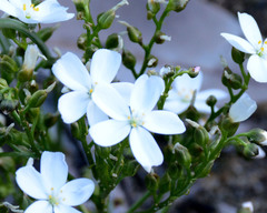 Drosera humilis
