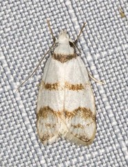 Chezala brachypepla