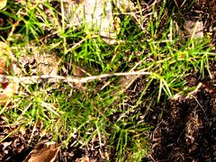 Asparagus retrofractus