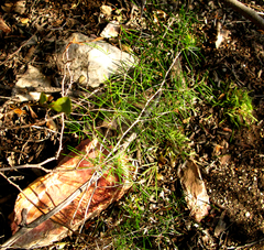 Asparagus retrofractus