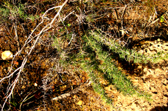 Asparagus retrofractus