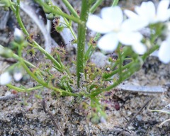 Drosera humilis