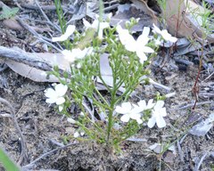 Drosera humilis