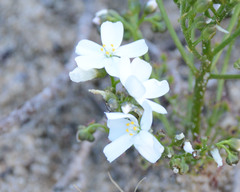 Drosera humilis